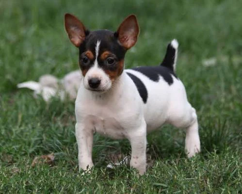 Puppies