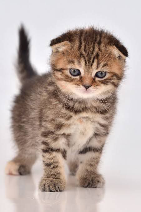 Kittens