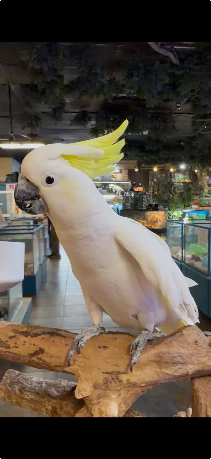 Birds